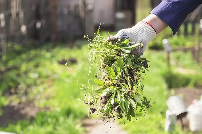 Yard Cleanup Edison NJ